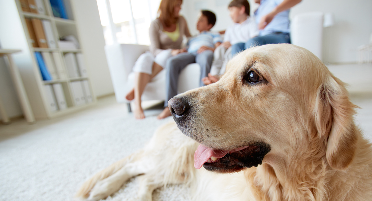 Pet-Friendly Monterey Hotel